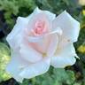 Classic Touch rose photo