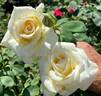 Silver Cream rose photo