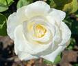Honor rose photo