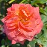 Vulcano ® rose photo