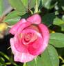 Dulcinea rose photo