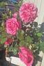Lady of the House rose photo
