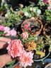 Hawaiian Belle rose photo