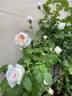 Marianne rose photo