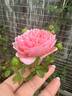 April Love ™ rose photo