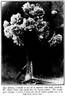 Amy Johnson rose photo