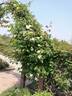 R. gigantea rose photo