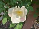 R. gigantea rose photo