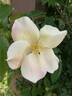 R. gigantea rose photo