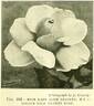 Lady Alice Stanley rose photo