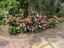 Orange Glow™ Knock Out® rose photo