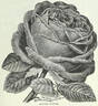 Antoine Mouton rose photo
