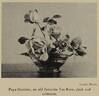 Papa Gontier rose photo