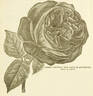 Baron de Bonstetten rose photo