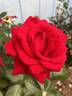 Ingrid Bergman rose photo