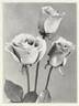 Florex rose photo