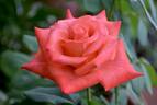 Ring of Fire ™ rose photo