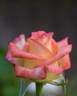 Silpedhade rose photo