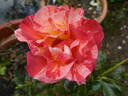 Alfred Sisley ™ rose photo