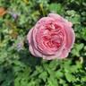 Ball Gown rose photo