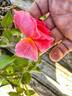 Gabriel Oak ™ rose photo