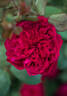 Rouge Royale ® rose photo