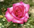 Candy Cane Cocktail™ rose photo