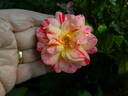 Kim Rupert rose photo
