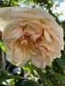 Madame Falcot rose photo
