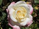 Helen Naudé rose photo