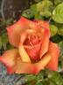 Remember Me ® rose photo