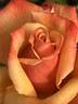 Remember Me ® rose photo