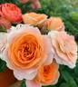 Champagne Terrazza rose photo
