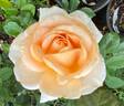 Champagne Dreams rose photo