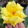 Anthony Meilland rose photo