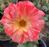 Alfred Sisley ™ rose photo