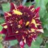 Memphis Music rose photo