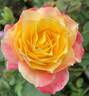 Ruth Tiffany rose photo