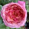 Queen of Elegance ™ rose photo