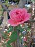 Criterion rose photo