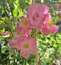 Satina rose photo