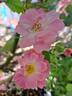 Satina rose photo