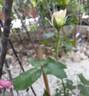 Espoir d'Anjou rose photo