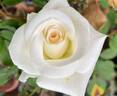 Cachet ™ rose photo