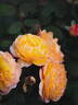 Well-Being rose photo