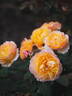 Well-Being rose photo