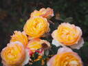 Well-Being rose photo
