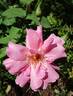 Amy Johnson rose photo