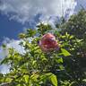 Souvenir de Madame Léonie Viennot rose photo