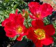Be-Bop ™ rose photo
